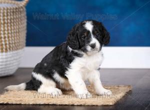 F1B Mini Bernedoodle in Illinois