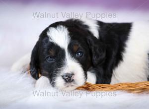 F1B Mini Bernedoodle in Illinois