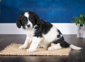 F1B Mini Bernedoodle in Illinois