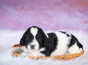 F1B Mini Bernedoodle in Illinois