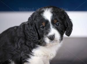 F1B Mini Bernedoodle in Illinois