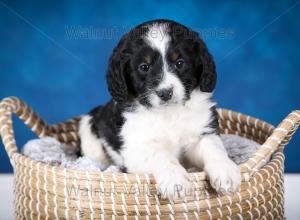 F1B Mini Bernedoodle in Illinois