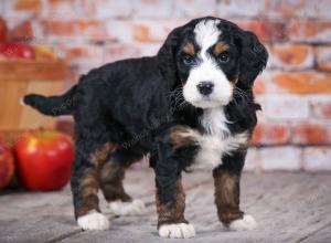 tri-colored standard bernedoodle near Chicago Illinois