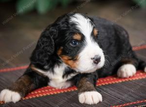 tri-colored standard bernedoodle near Chicago Illinois