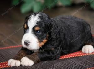 tri-colored standard bernedoodle near Chicago Illinois