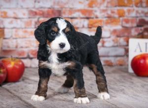 tri-colored standard bernedoodle near Chicago Illinois