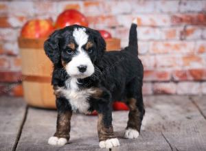 tri-colored standard bernedoodle near Chicago Illinois