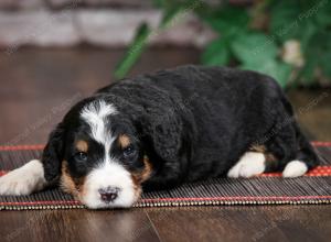 tri-colored standard bernedoodle near Chicago Illinois