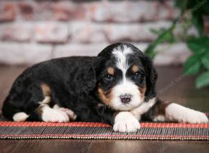 tri-colored standard bernedoodle near Chicago Illinois