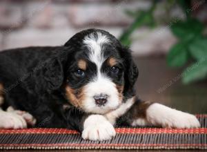 tri-colored standard bernedoodle near Chicago Illinois