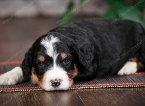 tri-colored standard bernedoodle near Chicago Illinois