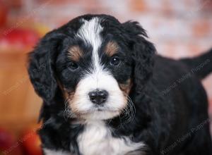 tri-colored standard bernedoodle near Chicago Illinois