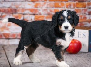 tri-colored standard bernedoodle near Chicago Illinois