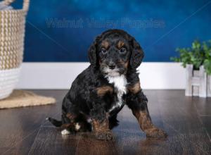 F1B Mini Bernedoodle in Illinois