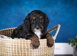 F1B Mini Bernedoodle in Illinois