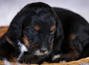 F1B Mini Bernedoodle in Illinois