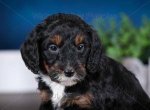 F1B Mini Bernedoodle in Illinois