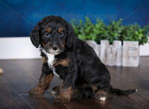 F1B Mini Bernedoodle in Illinois