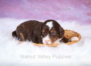 F1B Mini Bernedoodle in Illinois