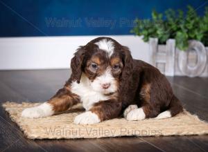 F1B Mini Bernedoodle in Illinois