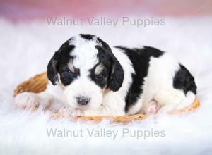 F1B Mini Bernedoodle in Illinois