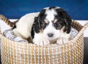 F1B Mini Bernedoodle in Illinois