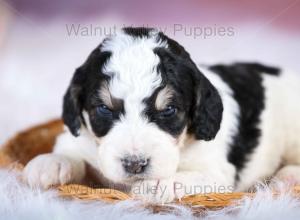 F1B Mini Bernedoodle in Illinois