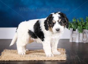 F1B Mini Bernedoodle in Illinois