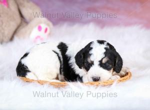 F1B Mini Bernedoodle in Illinois