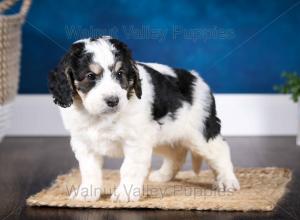 F1B Mini Bernedoodle in Illinois