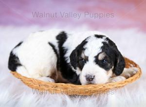 F1B Mini Bernedoodle in Illinois