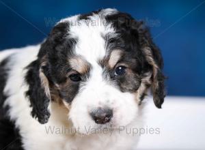 F1B Mini Bernedoodle in Illinois