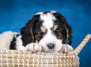 F1B Mini Bernedoodle in Illinois