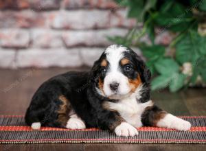 tri-colored standard bernedoodle near Chicago Illinois