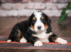 tri-colored standard bernedoodle near Chicago Illinois