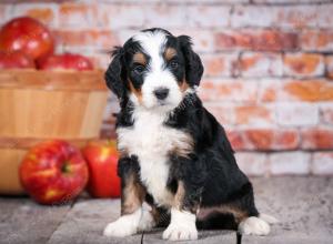 tri-colored standard bernedoodle near Chicago Illinois