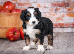 tri-colored standard bernedoodle near Chicago Illinois