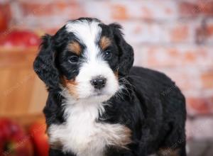 tri-colored standard bernedoodle near Chicago Illinois