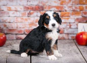 tri-colored standard bernedoodle near Chicago Illinois