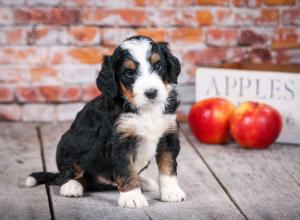 tri-colored standard bernedoodle near Chicago Illinois