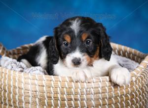 F1B Mini Bernedoodle in Illinois