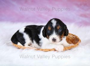 F1B Mini Bernedoodle in Illinois