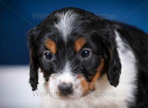 F1B Mini Bernedoodle in Illinois