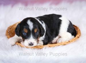 F1B Mini Bernedoodle in Illinois