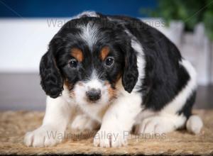 F1B Mini Bernedoodle in Illinois