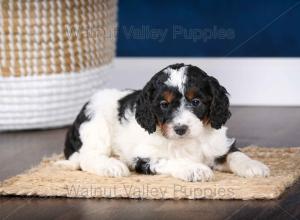 F1B Mini Bernedoodle in Illinois