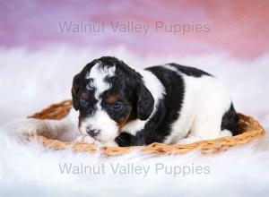 F1B Mini Bernedoodle in Illinois