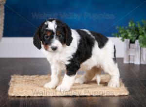 F1B Mini Bernedoodle in Illinois