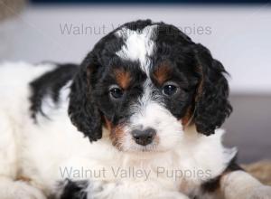 F1B Mini Bernedoodle in Illinois