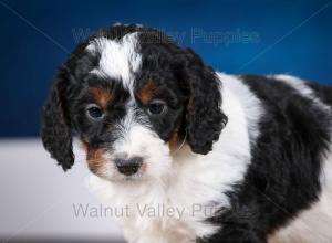 F1B Mini Bernedoodle in Illinois